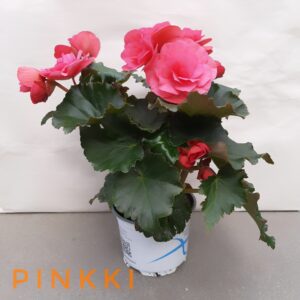 Ruusubegonia pinkki