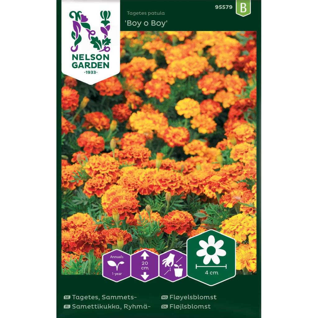 Ryhmäsamettikukka 'Boy o Boy' Viherkauppa