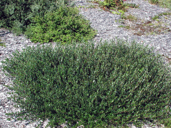 Peittopaju 'Tuhkimo' FinE; At,2L