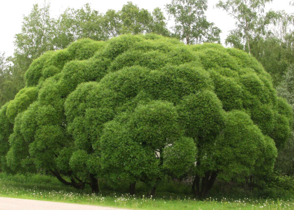 Terijoensalava; At,3L