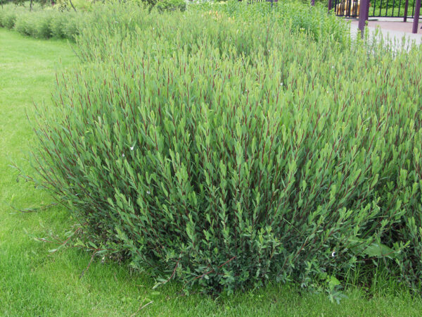 Kääpiöpunapaju 'Gracilis'; At,3L