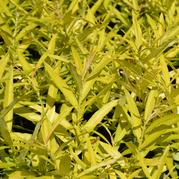 Sahalininpaju 'Golden Sunshine'; At,3L