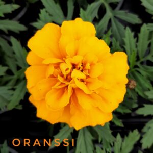 Samettikukka oranssi