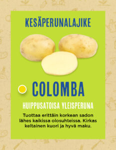 Siemenperuna ‘Colomba’ 2,5 kg
