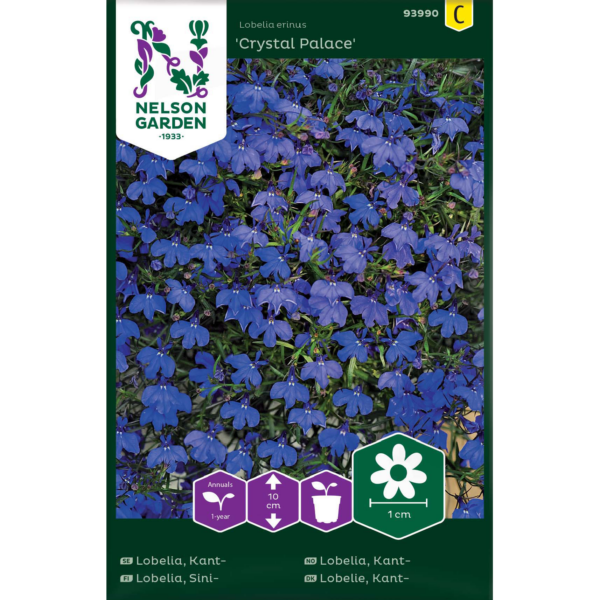 Sinilobelia 'Crystal Palace'