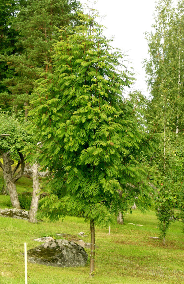 Pylväspihlaja; 150-250,At