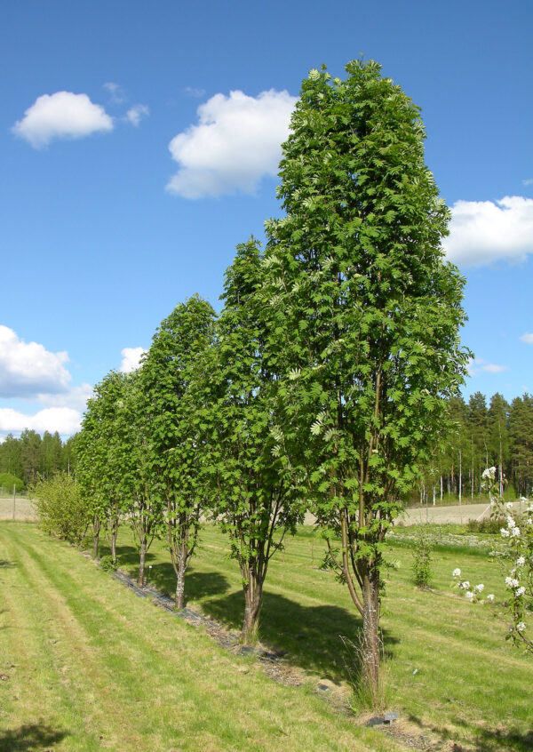 Pylväspihlaja; 150-250,At - Image 2