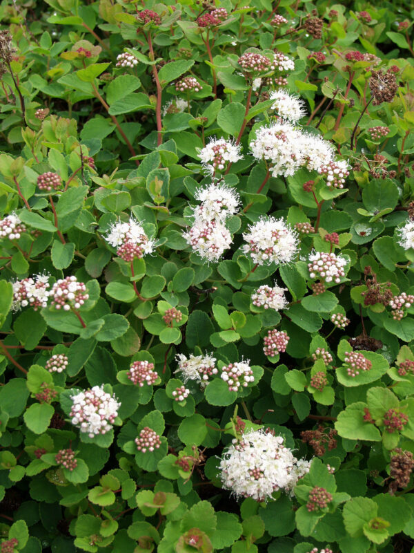 Verhoangervo 'Lumikki' FinE; At,2L