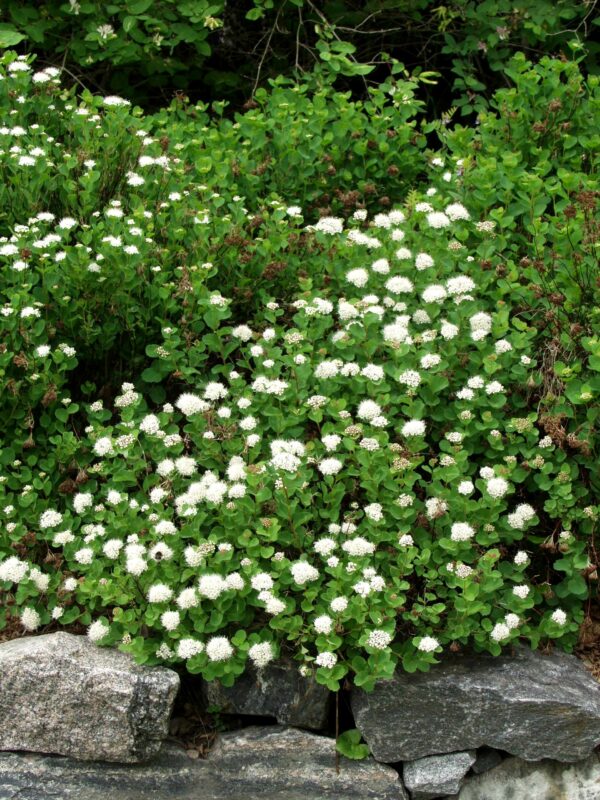 Verhoangervo 'Lumikki' FinE; At,2L - Image 2