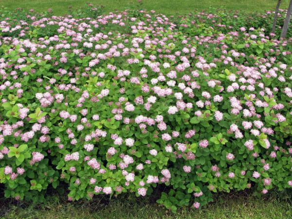 Rinneangervo; At,3L