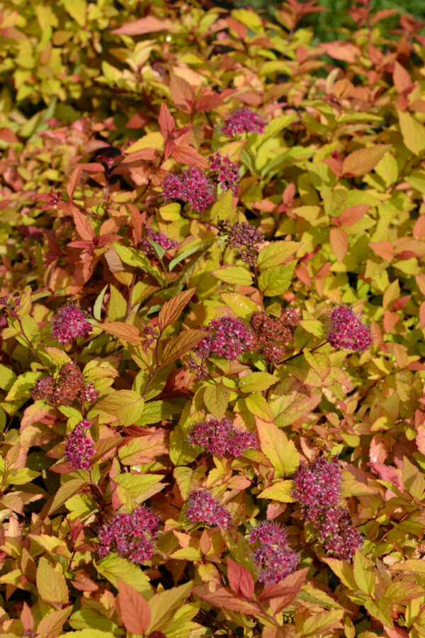 Keltajapaninangervo 'Firelight'; At,2L,Ul