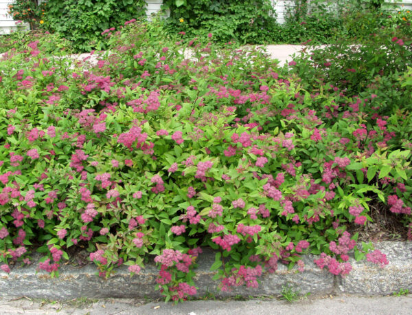 Ruusuangervo 'Froebelii'; At,3L - Image 2