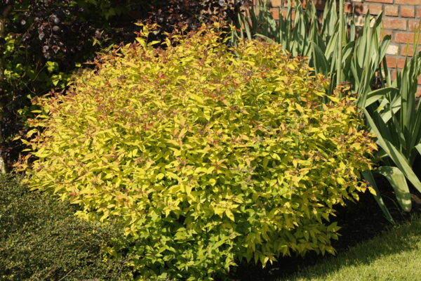 Keltajapaninangervo 'Goldflame'; At, 2L,Ul