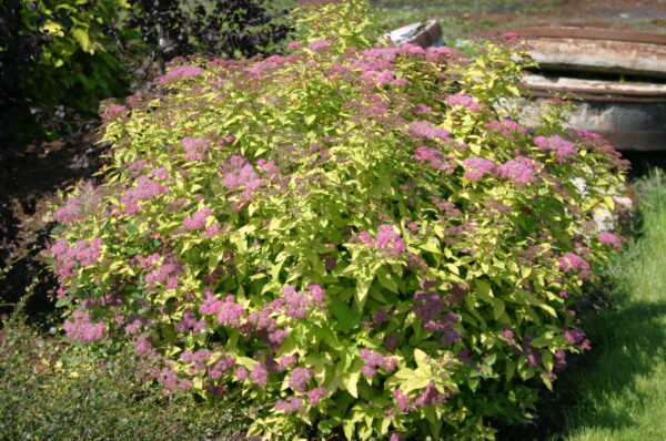 Keltajapaninangervo 'Goldflame'; At, 2L,Ul - Image 2