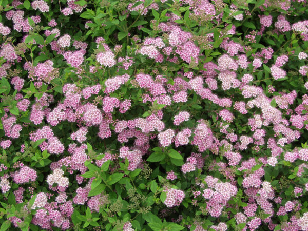 Keijuangervo 'Little Princess'; At,3L
