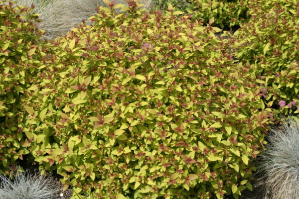 Keltajapaninangervo 'Magic Carpet'; At,Ul,2L