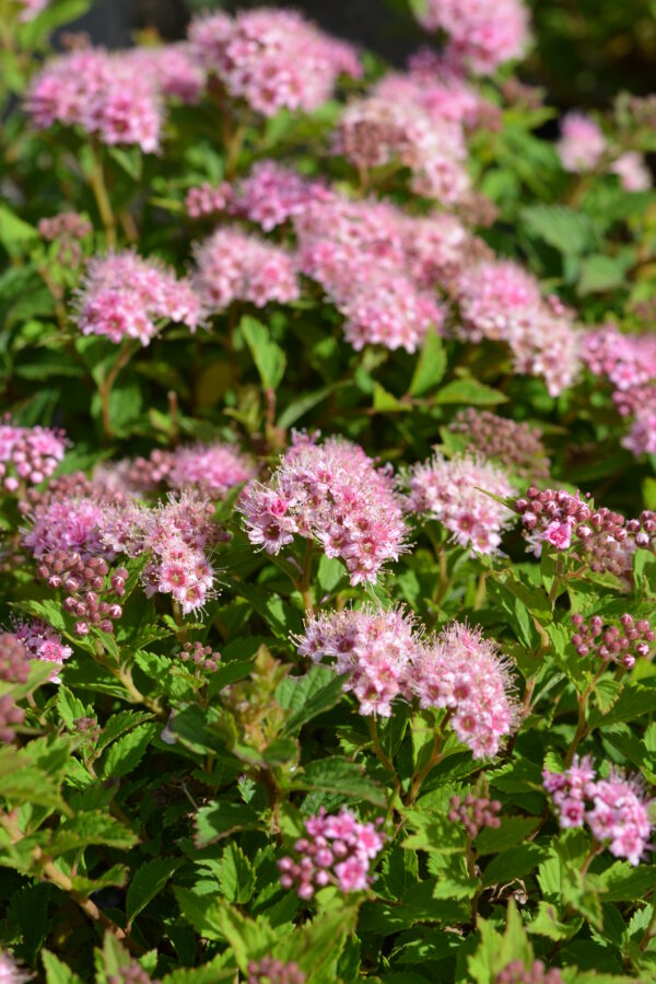Pikkukeijuangervo 'Nana'; At,2L