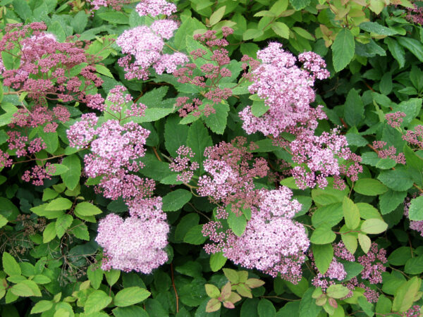 Loistoangervo 'Odensala'; At,3L