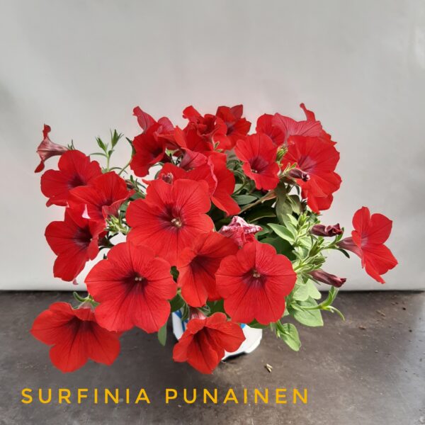 Surfinia punainen