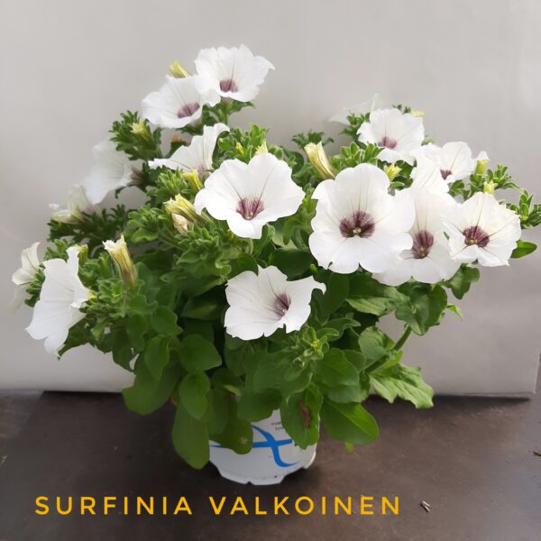 Surfinia valkoinen