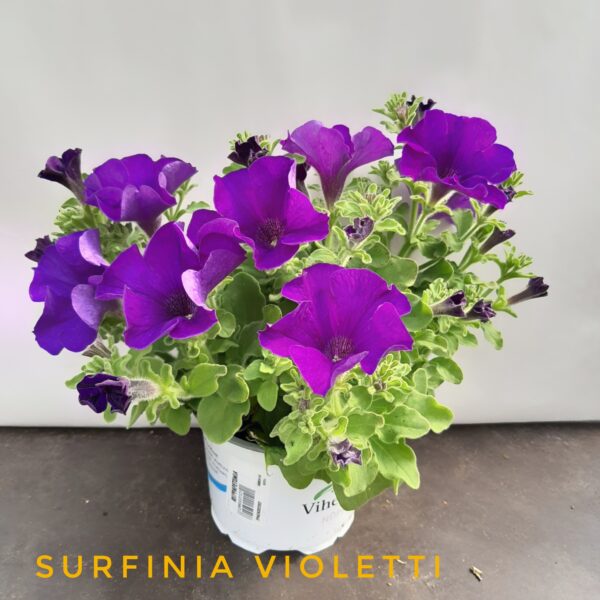 Surfinia violetti
