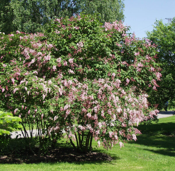 Nuokkusyreeni rungollinen; 150-250,At