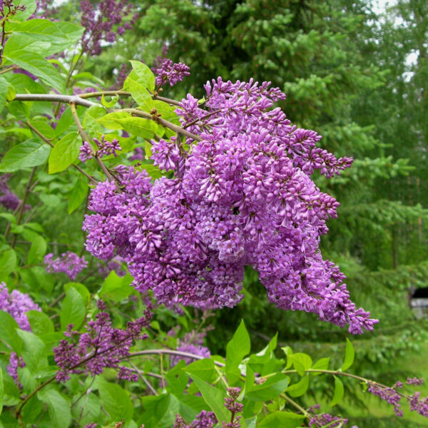 Puistosyreeni 'Ainola'; At,3L