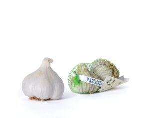 Talvivalkosipuli ’Germidour’ 2kpl