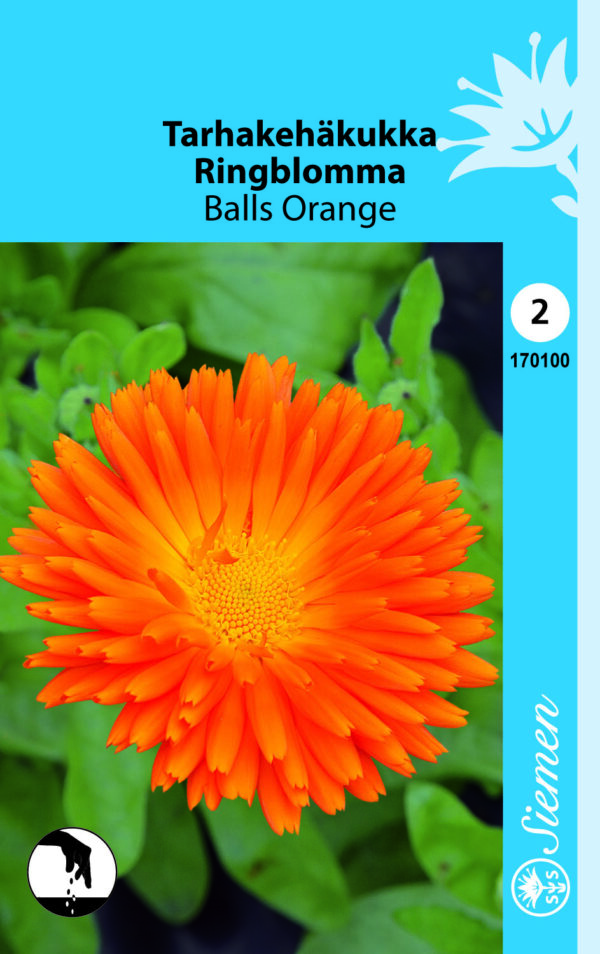 Tarhakehäkukka  'Balls Orange'