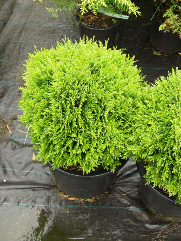 Pallotuija 'Danica'; 25-30,At,2L,Ul