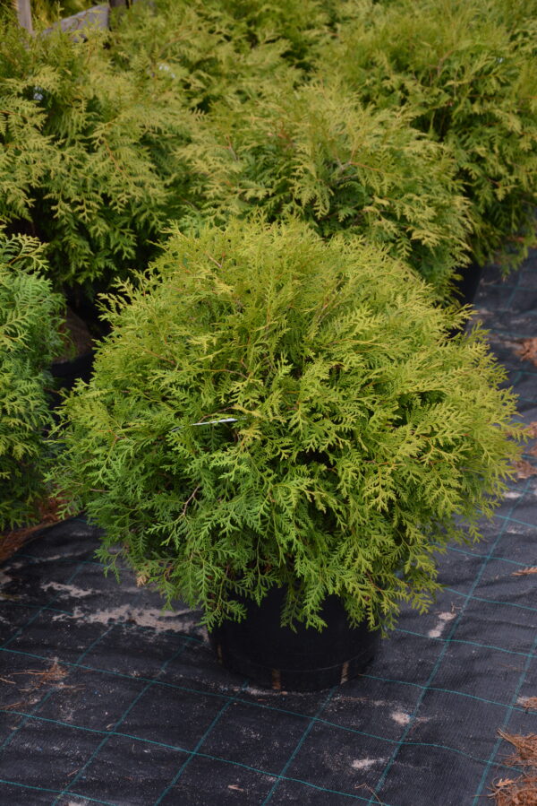 Pallotuija 'Globosa'; 30-40,At 3L,Ul
