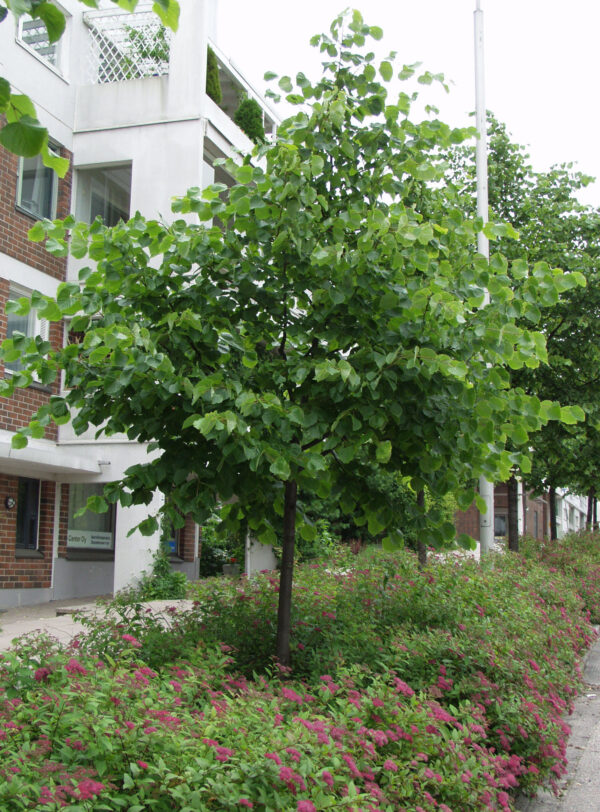Siivosenlehmus; 150-250,At