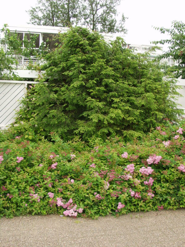 Kanadanhemlokki; 40-50, At,Ul