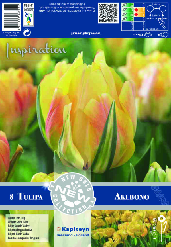Tulppaani 'Akebono' 8 kpl