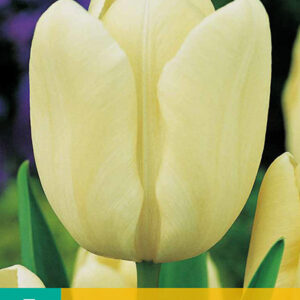 Tulppaani 'Creme Fraiche' 7 kpl