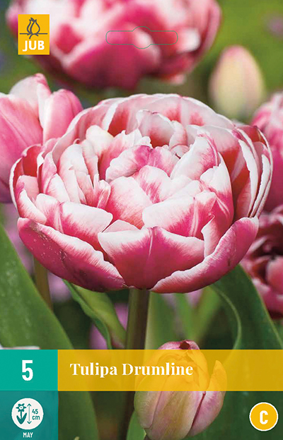 Tulppaani 'Drumline' 5 kpl