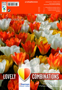 Combi Tulip White,Yellow & Orange 20kpl