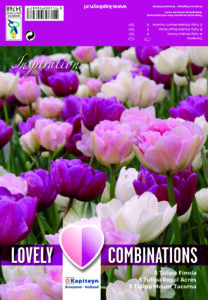 Combi tulip Double Pink,Purple & White 15 kpl.