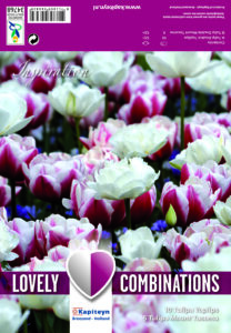 Combi Tulip Double Red & White 15 kpl