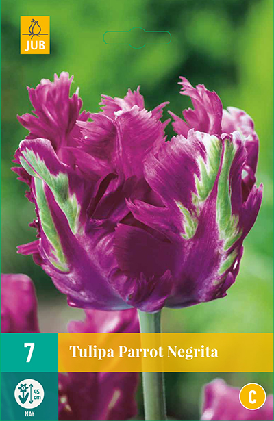 Tulppaani 'Parrot Negrita' 7 kpl