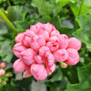 Tulppaanipelargonia Pink Pandora