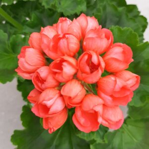 Tulppaanipelargonia Red Pandora