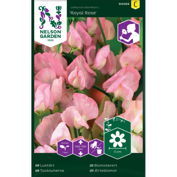 Tuoksuherne 'Royal Rose'