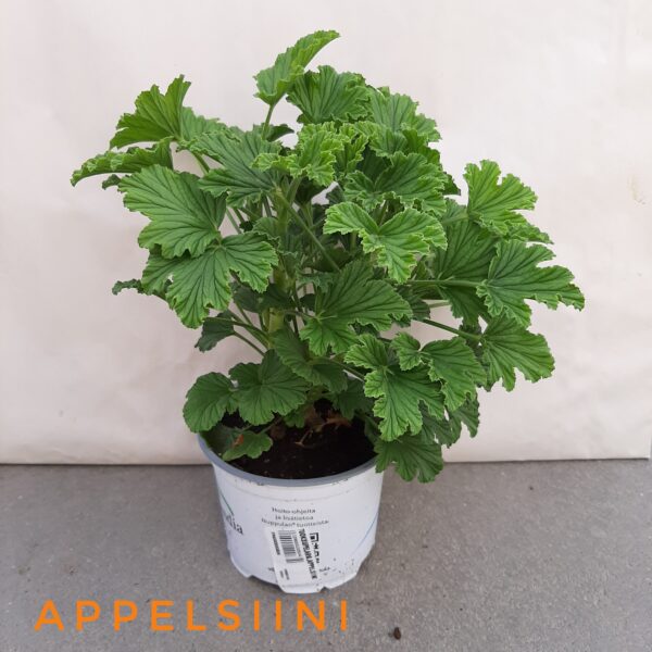 Tuoksupelargonia appelsiini