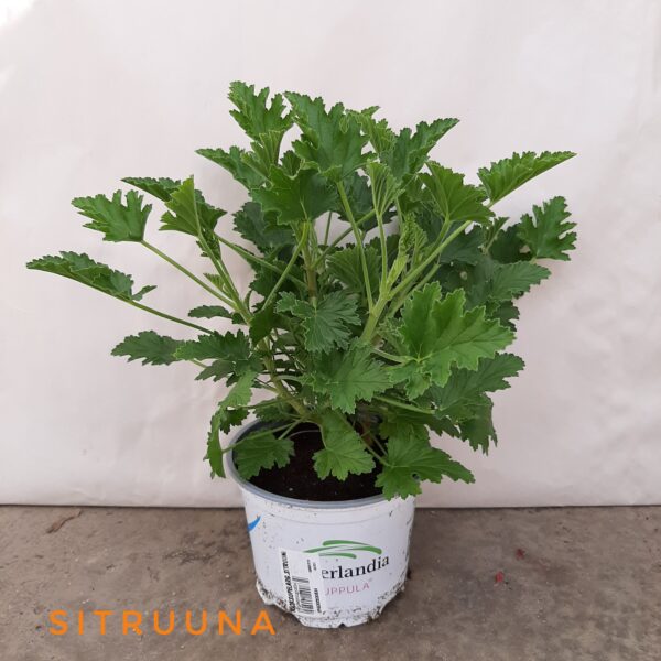 Tuoksupelargonia sitruuna