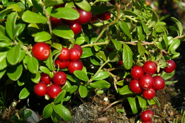 Puolukka 'Otson karkki';At,2L