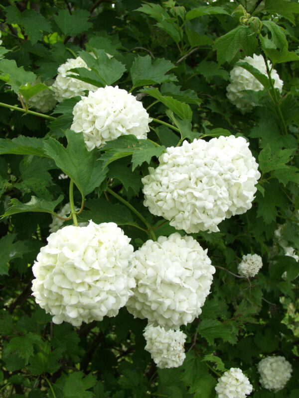 Lumipalloheisi 'Pohjan Neito' FinE; At,3L