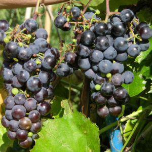 Viiniköynnösten taimet