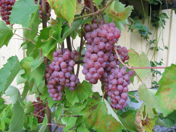 Viiniköynnös 'Somerset Seedless'; At, 2L