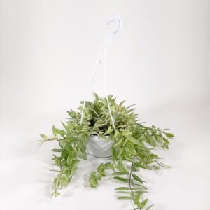 Soihtuköynnös 'Bolero bicolore' p17